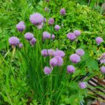 Schnittlauch im Beet. Ein echter Magnet für Hummeln und viele andere Wildbienenarten.