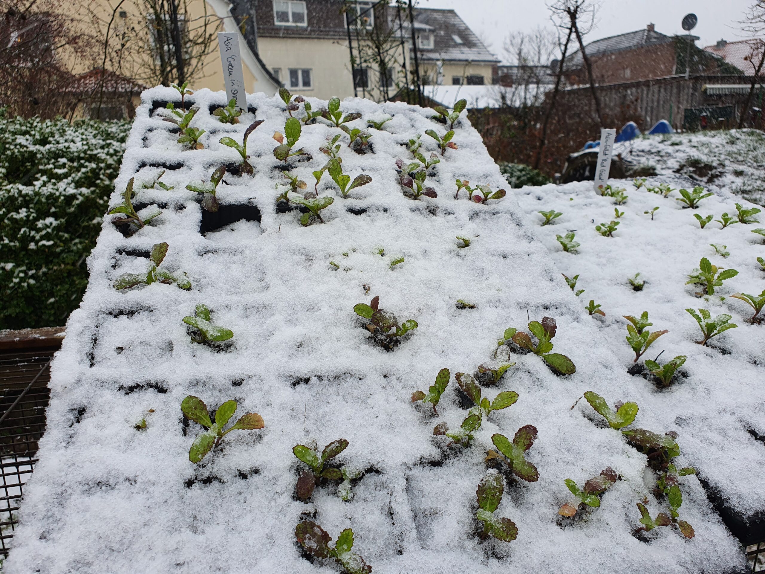 Gemüse Anzucht im Winter - gemueserevolution.de
